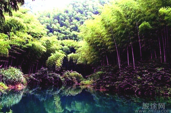 舟山紫竹林
