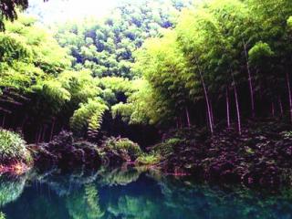舟山紫竹林