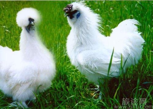 江山特产：白羽乌骨鸡